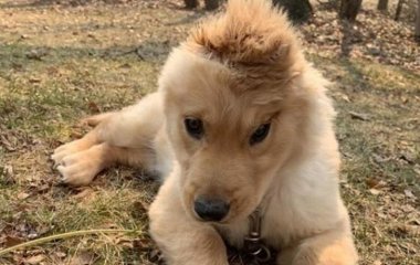 Ретривер с одним ушком стал новой звездой Сетей (ВИДЕО)