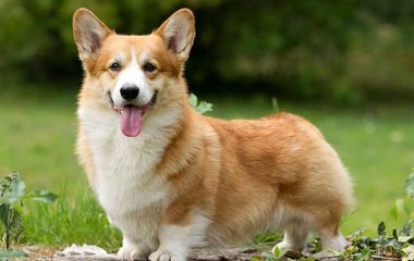 Танцевальный дуэт волшебной корги и его хозяйки покорил TikTok