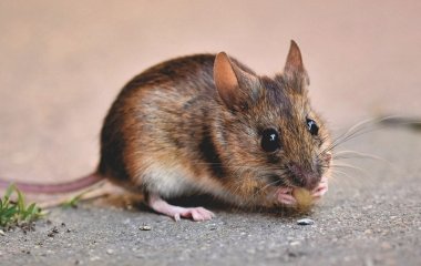 Чого бояться миші в хаті: як вони обирають собі будинок для зимівлі