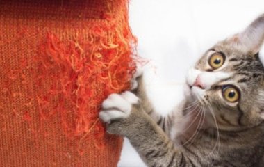 Як захистити диван від кота: перевірений лайфгак