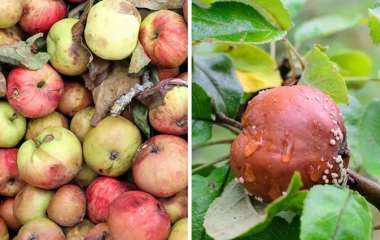 Не нужно выбрасывать: что делать с гнилыми яблоками в саду