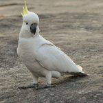 Смешное видео, на котором попугай какаду, оставшись дома наедине и пытается повеселиться (ВИДЕО)