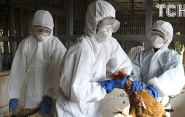 Пташиний грип H5N5 вперше вбив людину