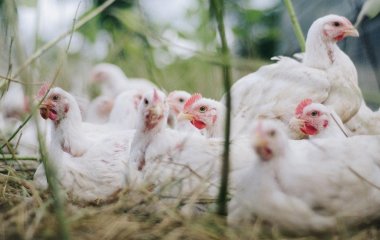 Чи можна використовувати курячий послід для підживлення плодових дерев: які з них полюбляють таке добриво