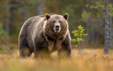 Медведь посетил дом в Калифорнии, чтобы поесть мусор и поплавать в бассейне