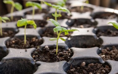 Як за допомогою настою з родзинок виростити міцну розсаду