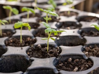 Як за допомогою настою з родзинок виростити міцну розсаду
