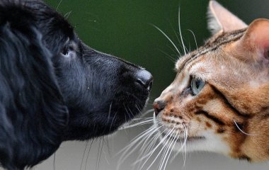 Що означає, коли тварина довго дивиться в одну точку