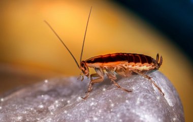 Вот что привлекает тараканов в твой дом — исправь эти ошибки, чтобы защититься от них!