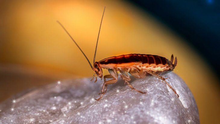 Вот что привлекает тараканов в твой дом — исправь эти ошибки, чтобы защититься от них!