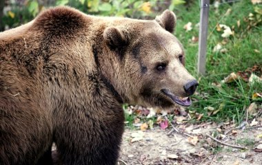 Ведмедик прославився на весь світ, заснув у ванній (ВІДЕО)
