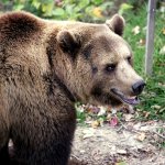 Медвежонок прославился на весь мир, заснув в ванной (ВИДЕО)