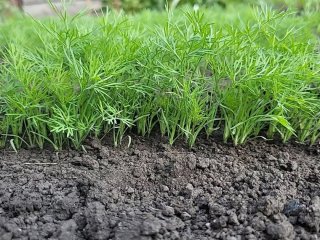 Як виростити кріп у серпні, щоб зійшов за 7 днів