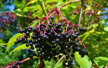 7 ягідних чагарників, які ростуть навіть у бідному ґрунті: що посадити на ділянці