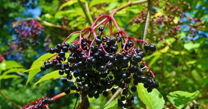 7 ягідних чагарників, які ростуть навіть у бідному ґрунті: що посадити на ділянці