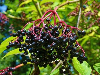 7 ягідних чагарників, які ростуть навіть у бідному ґрунті: що посадити на ділянці