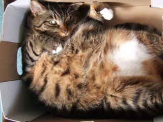 Чоловік надіслав кота поштою: як його покарали