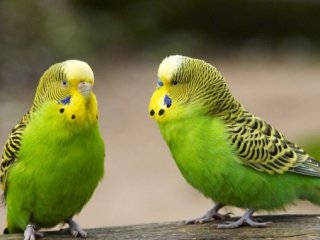 Попугай в Новой Зеландии невольно стал видеоблогером, украв камеру (видео)