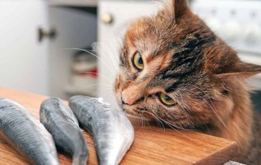 Мережі насмішили спроби собаки залучити кота до гри