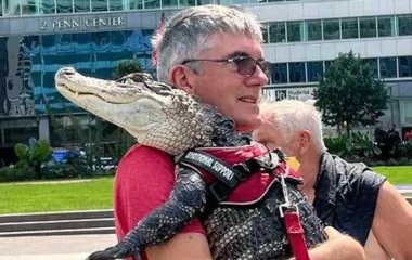 Болельщик пытался зайти на бейсбольный матч с аллигатором