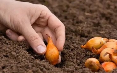 Добриво для цибулі під час садіння: що додати в лунку
