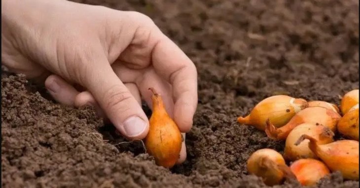 Добриво для цибулі під час садіння: що додати в лунку