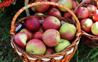 Дієтолог розповіла, кому небезпечно їсти яблука
