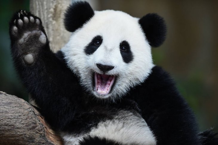 Сети насмешила панда, решившая заняться «музицированием» (ВИДЕО)