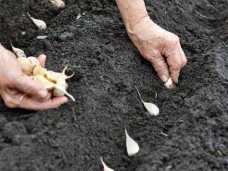 Що додати в лунки під час садіння озимого часнику, щоб він сформував гігантські головки