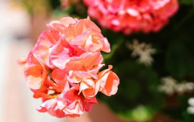 Люди, які мають на своєму підвіконні цю кімнатну рослину, рідше хворіють