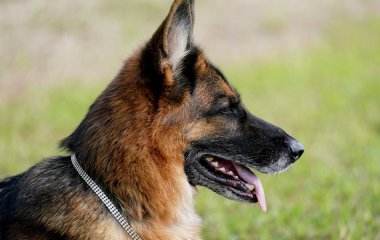Владельцы собак «взорвали» Сеть новым приколом (ВИДЕО)