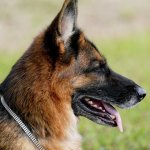 Владельцы собак «взорвали» Сеть новым приколом (ВИДЕО)