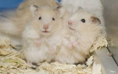 Омікрон-варіант поступився іншим штамам в умінні потрапляти в легені