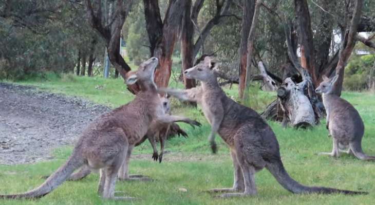 Три кенгуру устроили драку и стали звездами сети