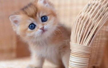 Как быстро убрать шерсть от кота