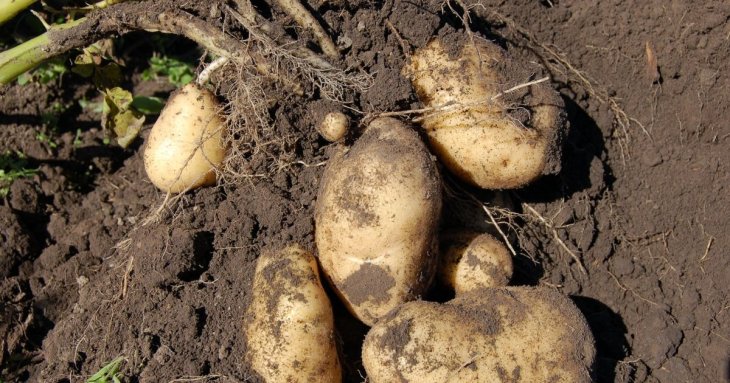 Секрети успішного висаджування картоплі: методи, які забезпечать вам великий урожай