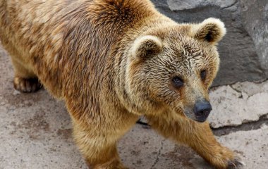 В Канаде медведь залез в автомобиль и выпил 69 банок газировки