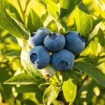 Ягода, которая улучшает здоровье сердца и мозга – нужно только две порции в день