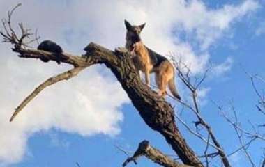 Сети рассмешила вылезшая на верхушку дерева собака (ФОТО)