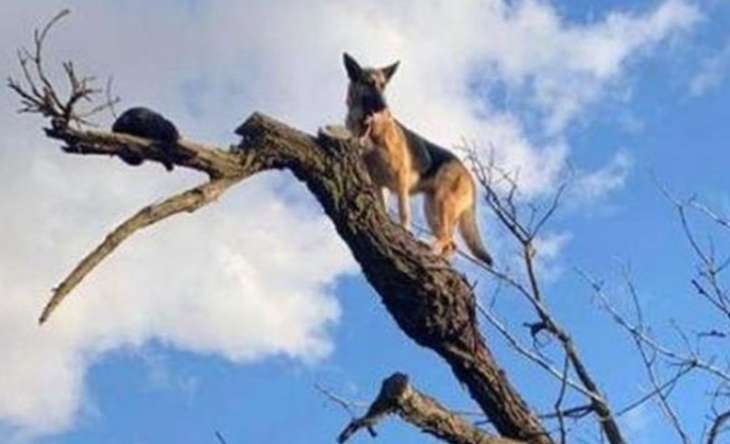 Сети рассмешила вылезшая на верхушку дерева собака (ФОТО)