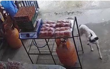 Собака пришла в магазин, чтобы украсть еду (ВИДЕО)