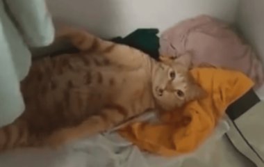 Домашній улюбленець 