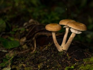 Червиві гриби — їсти чи викидати: фахівці пояснили, де проходить межа