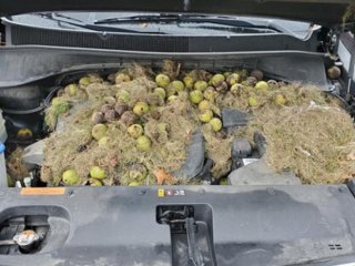 Белки превратили авто американцев в свою кладовку (ФОТО)