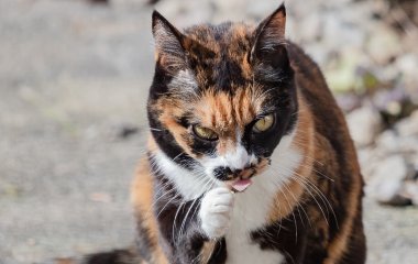 Мережі порадувала реакція кота на стадо корів (ВІДЕО)