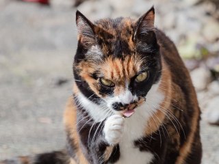 Сети повеселила реакция кота на стадо коров (ВИДЕО)