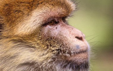 Забавная обезьяна «усыновила» бродячего щенка (ФОТО)