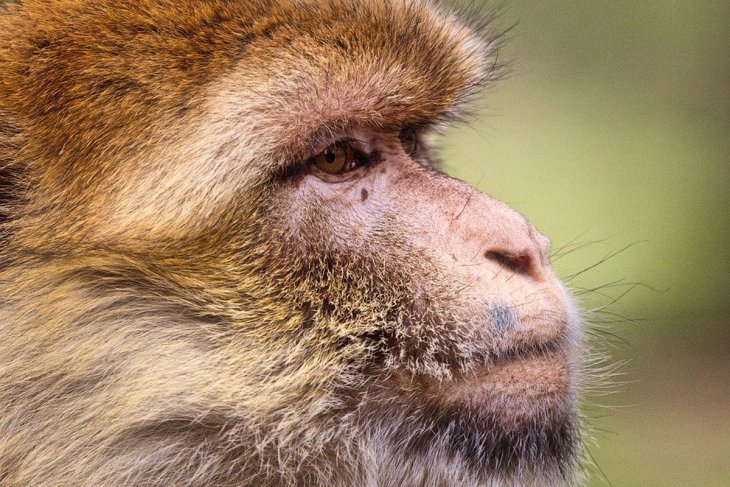 Забавная обезьяна «усыновила» бродячего щенка (ФОТО)