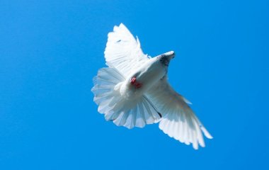 Привітання з Міжнародним днем миру: в прозі, листівки українською мовою