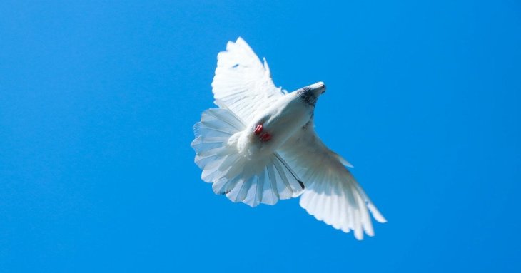 Привітання з Міжнародним днем миру: в прозі, листівки українською мовою